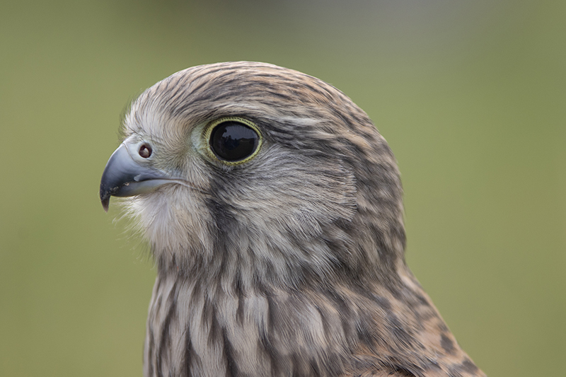 hawk mongolia